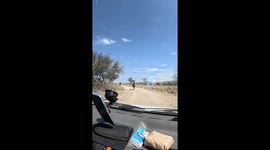 Alpacas stick heads into car for treats at Córdoba Animal Reserve, Argentina