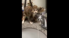 Cat pulls hair band from sink tap in Portland, Texas