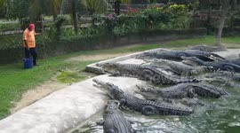 Crocodile feeding at farm in Agra, India