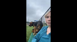 Dog chooses bench over playtime in Indianapolis park