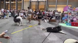Two Alaskan dogs engage in a lively tug-of-war in China