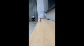 Golden Hamster: A Mooncake Thief