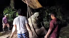 Rescue teams help old obese elephant stand up