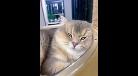 A Dreaming Cat