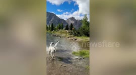 Couple told they'd be 'housebound' after getting dogs - take them abroad