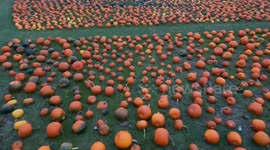 Thousands of pumpkins at farm in Nottinghamshire as Halloween approaches