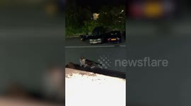 Pet owner delighted after cat brings home winning scratchcard - worth £10