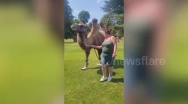 Cobbler hand-makes unique shoes for a camel struggling to walk