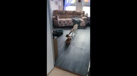 The dogs got a new tug a war toy