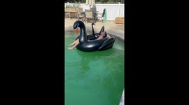 Man Swims With Pet Black Swan