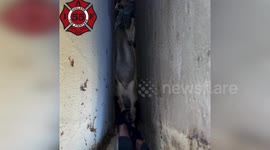 US: Dramatic Deer Rescue: California Firefighters Free Stuck Animal in Heart-Stopping Operation