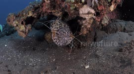 Moray Eel Gets Its Teeth Cleaned