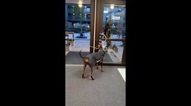 Doberman Fears Going Through Open Door