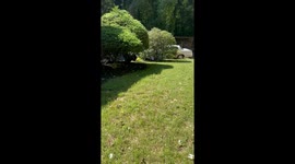 Black Bear Charges at Woman in Her Front Yard