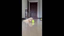 Golden Retriever Puppy's First Ball