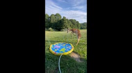 Deer and Raccoon Play With Splash Pad