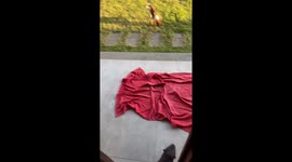 Otters Chase Dog Out of Yard