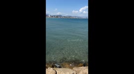 Brave dog dives into sea off Spain and swims after shark