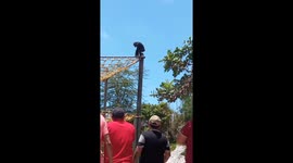 Chimp Throws Poop at People