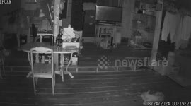 Python emerges from under wooden floorboards