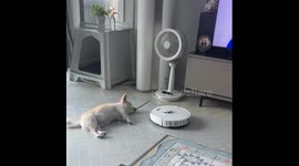 Dog startled by vacuum cleaner while sleeping