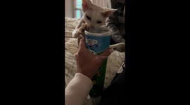 Cat opens Pringles can and eats the contents in Södertälje, Sweden