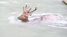 Sika deer rescued from deep water canal in western China