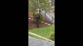Black bear tries to eat from bird feeder in Asheville, North Carolina