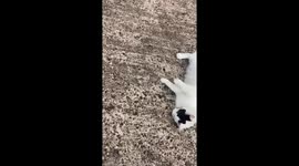 Cat's clumsy zoomie moment in Stoke-on-Trent