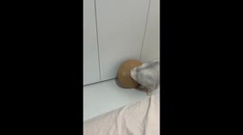 Cat in cardboard cone struggles to jump on bed