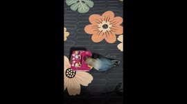 Parrot collects coins in piggy bank