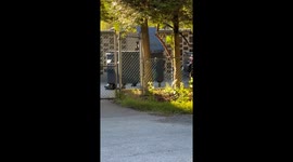 Bear rummages through trash bin in North Vancouver