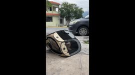 Dog runs after owner while in a playpen