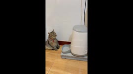 Cat baffled by pet food dispenser