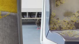 Paris urban wildlife: pigeon far from being afraid of humans quietly pecking at the crumbs on the train's floor. Paris suburb, Robinson, Châtenay-Malabry ,France. 25 sept 2024