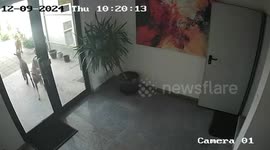 Bizarre moment goat head butts and shatters shop's glass door in Romania