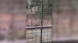 Leopard captured by officials after terrorising locals for weeks in southern India