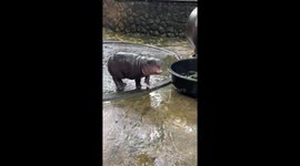 Energetic baby hippo Moo Deng plays with her mother