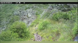 Rare footage shows baby snow leopards playing in Russian national park