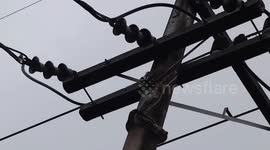 Python caught on electricity post in Thailand