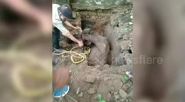 Brave rescue! Cow pulled out safely from septic tank using bulldozer in central India