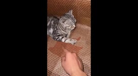 An Absent-Minded Cat
