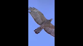 Nature reserve in China reports record number of raptors sighted