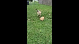 Chicken and Dog Play Together