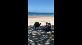 Cassowary Crashes Beach Picnic