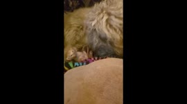 Big Dog Snuggles Tiny Kitten