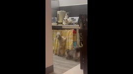 Pet cat nonchalantly watches barking dogs jumping at him