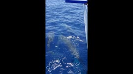 Dolphin pod races alongside boat in the Philippines
