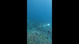 Mermaid-like freediver glides through ocean