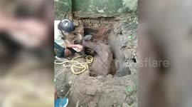 India: Cow pulled out safely from septic tank using bulldozer in central India
